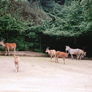 Wuppertal Zoo 2002 - Common Eland and Grants Zebra