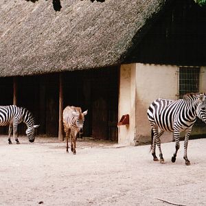 Wuppertal Zoo 2002 - Grants Zebras