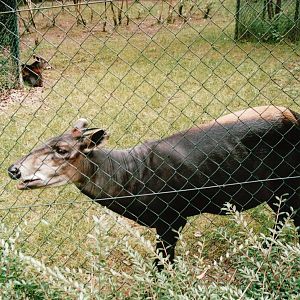 Wuppertal Zoo 2002 - Yellow-backed Duiker