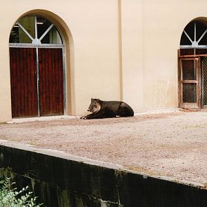 Wuppertal Zoo 2002 - Bairds Tapir