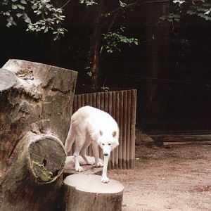 Wuppertal Zoo 2002 - Arctic Wolf