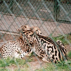 Wuppertal Zoo 2002 - King Cheetah and normal-spotted Cheetah