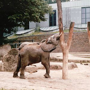 Wuppertal Zoo 2002 - Part of the African Elephant exhibit