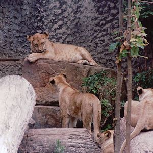 Artis Zoo 1999 - Young African lions