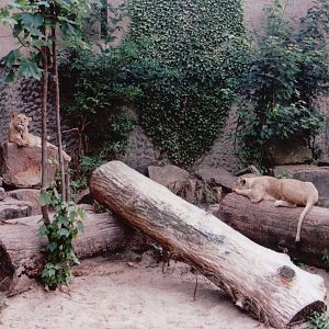 Artis Zoo 1999 - Young African lions