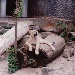 Artis Zoo 1999 - Young African lion
