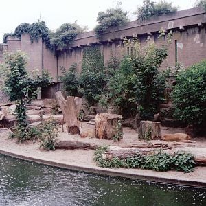 Artis Zoo 1999 - African Lion exhibit