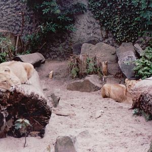 Artis Zoo 1999 - Young African lions