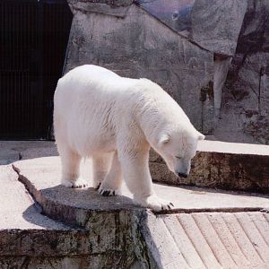 Artis Zoo 1999 - Female Polar Bear