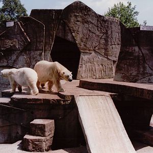 Artis Zoo 1999 - Both Polar Bears