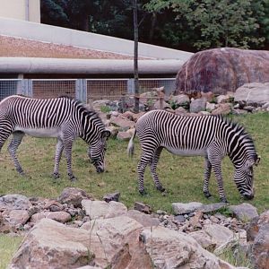 Artis Zoo 1999 - Grevy Zebras