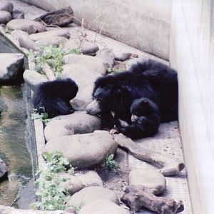 Artis Zoo 1999 - Sloth Bear with two cubs