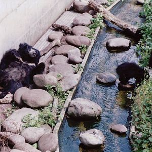 Artis Zoo 1999 - Sloth Bear with two cubs