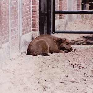 Artis Zoo 1999 - European Bison calf