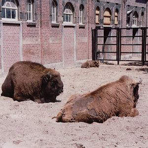Artis Zoo 1999 - European Bison