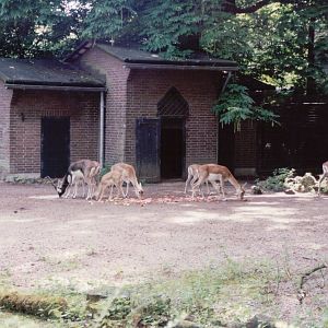 Artis Zoo 1999 - Blackbuck exhibit