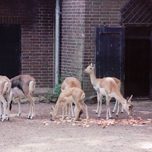 Artis Zoo 1999 - Blackbuck