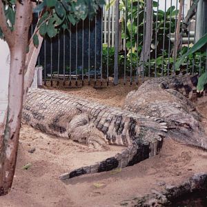 Artis Zoo 1999 - False Gharial