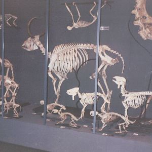 Artis Zoo 1999 - Scene from the Zoology Museum in Artis