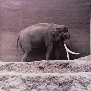 Artis Zoo 1999 - Asiatic Elephant Bull with enormous tusks