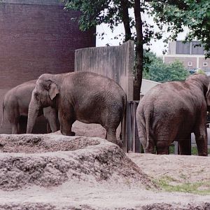 Artis Zoo 1999 - Asiatic Elephant cows