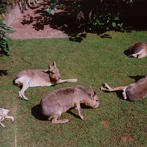 Artis Zoo 1999 - Maras