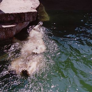 Artis Zoo 1999 - Polar Bear swimming backwards