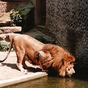 Artis Zoo 2002 - African Lion male