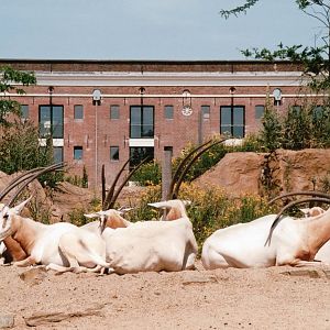 Artis Zoo 2002 - Scimitar-Horned Oryx