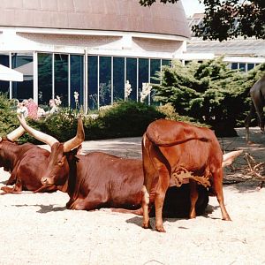 Artis Zoo 2002 - Ankole Cattle