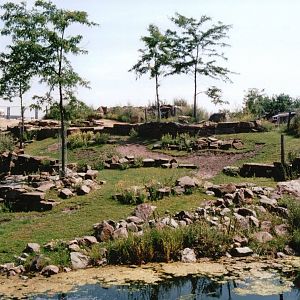 Artis Zoo 2002 - Scimitar-Horned Oryx and Springbok exhibit