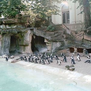 Artis Zoo 2002 - Part of the large Jackass Penguin exhibit