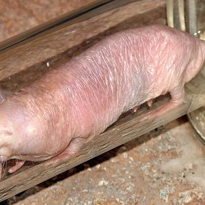 Heterocephalus glaber / Nacked Mole Rat