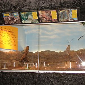 Nacked Mole Rat (Heterocephalus glaber) Exhibit