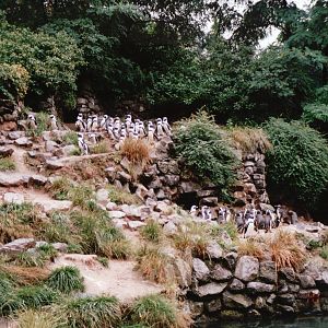 Burgers Zoo 2002 - Part of the large Jackass Penguin exhibit