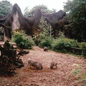 Burgers Zoo 2002 - Northern Wart Hog exhibit