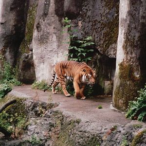Burgers Zoo 2002 - Sumatran Tiger