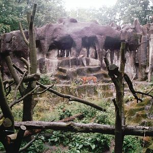Burgers Zoo 2002 - Sumatran Tiger exhibit