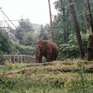 Burgers Zoo 2002 - Asiatic Elephant