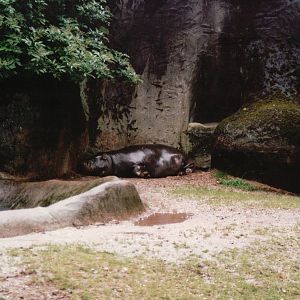 Burgers Zoo 2002 - Pigmy Hippopotamus