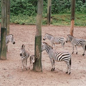 Burgers Zoo 2002 - Common Zebra