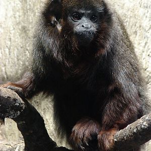 Callicebus cupreus cupreus / Red Titi