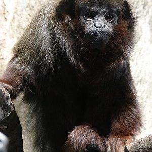 Callicebus cupreus cupreus / Red Titi