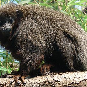 Callicebus cupreus cupreus / Red Titi