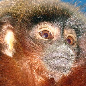 Callicebus cupreus cupreus / Red Titi