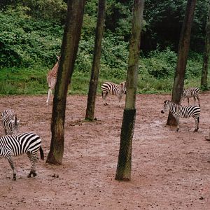 Burgers Zoo 2002 - Common Zebra and Rothschilds Giraffe