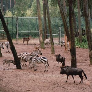 Burgers Zoo 2002 - Common Zebra, White-bearded Wildebeest and Common Waterb