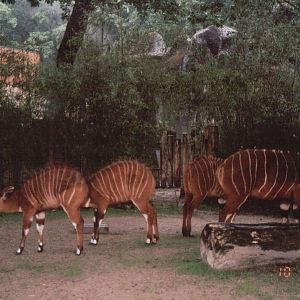 Burgers Zoo 2002 - Bongo