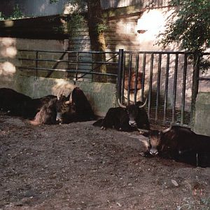 Burgers Zoo 2002 - Yak