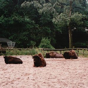 Burgers Zoo 2002 - European Bison exhibit